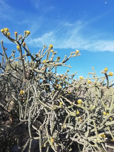 Thurber's Cholla