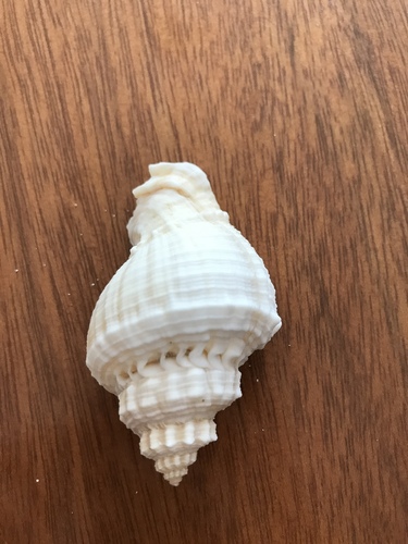 Melongena bispinosa