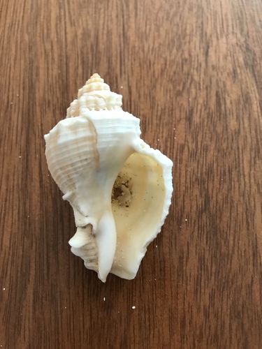 Melongena bispinosa
