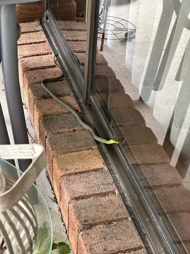 Common Tree Snake sighting