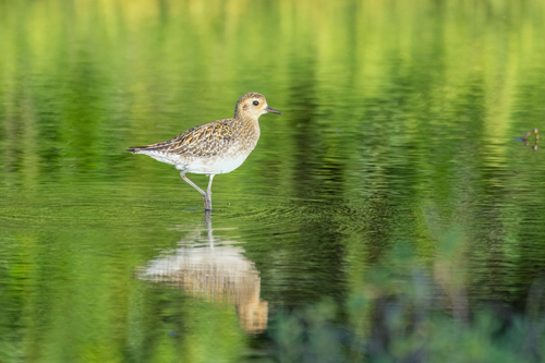 Pacific Golden-Plover