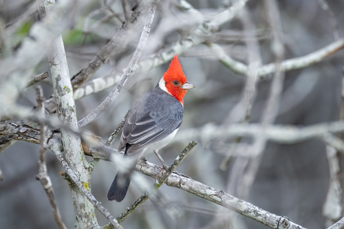 Red-crested Cardinal