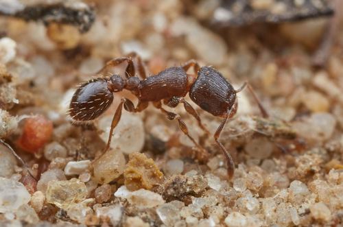 Tetramorium mossamedenseTetramorium mossamedense