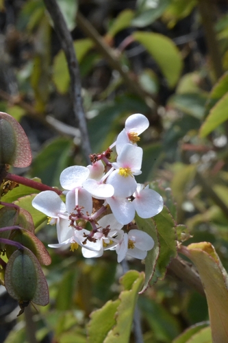 Begonia saxicola