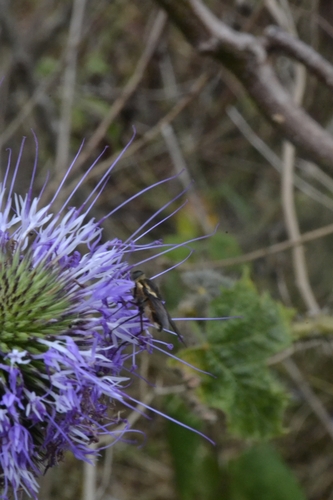 Chresta pacourinoides