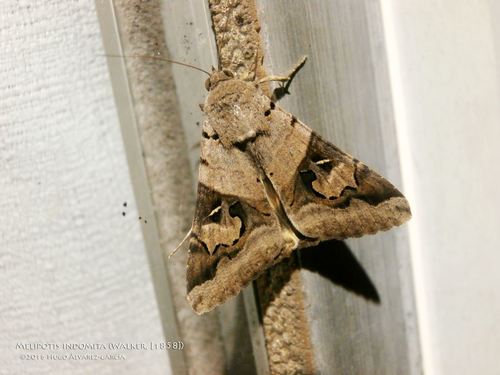 Indomitable Graphic Moth