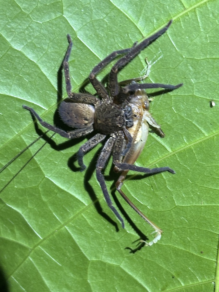 Giant Huntsman Spiders from KutiniPayamu (Iron Range) National Park (CYPAL), Iron Range, QLD