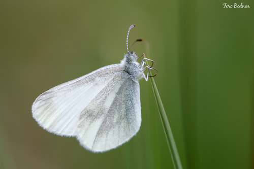 Leptidea sinapis