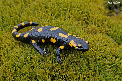 Salamandra salamandra