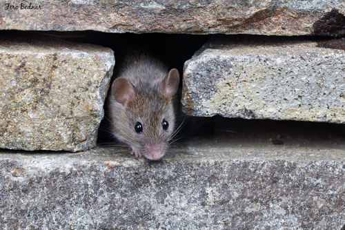 Mus musculus
