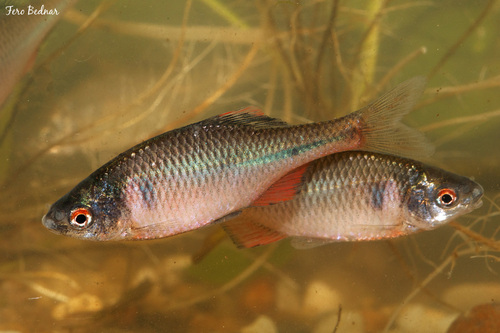 Rhodeus amarus