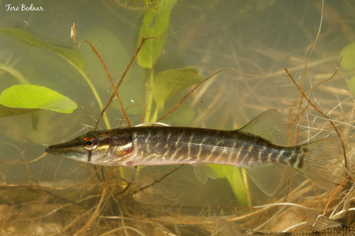 Esox lucius