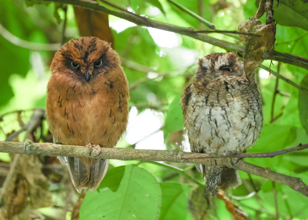 Sao Tome Scops-Owl (Otus hartlaubi) photo