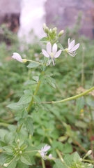 Cleome rutidosperma image