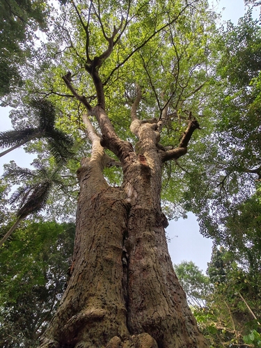 Iroko
