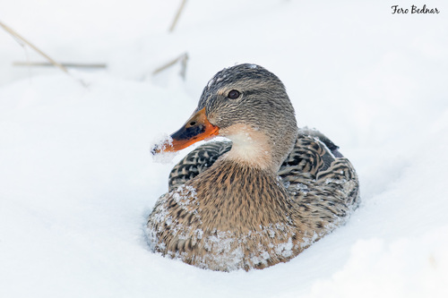 Anas platyrhynchos