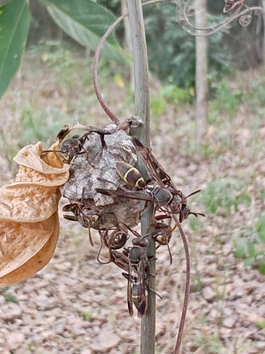 Polistes loveridgei