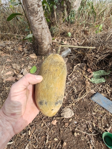 African baobab