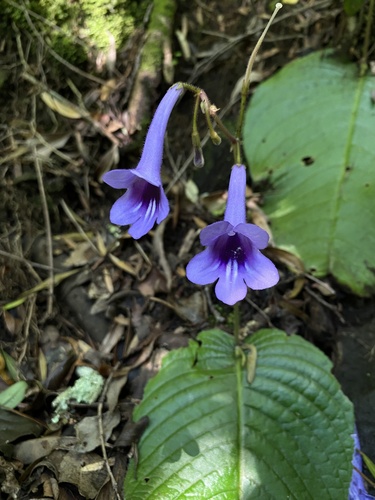 Streptocarpus cooperi