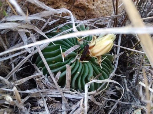 Echinofossulocactus phyllacanthus
