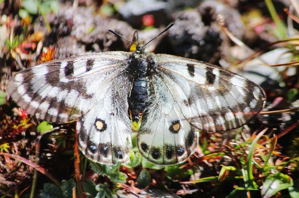 Parnassius stenosemus from Manimahesh Lake Dhanchho Trail, Chamba, HP ...