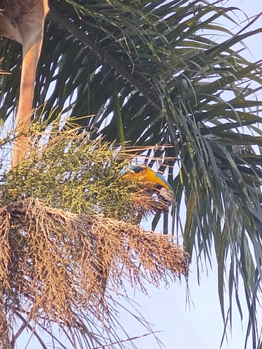 Blue-and-yellow Macaw