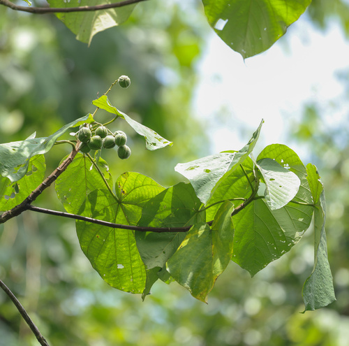 Croton draconopsis