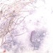 Observation photo
