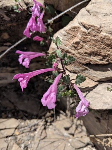 great sage (Salvia summa)