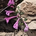 Salvia summa - Photo (c) Mike Tidwell, todos os direitos reservados, uploaded by Mike Tidwell
