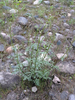 French Figwort - Photo (c) paolapalazzolo, all rights reserved