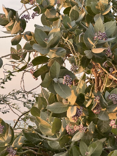 giant milkweed