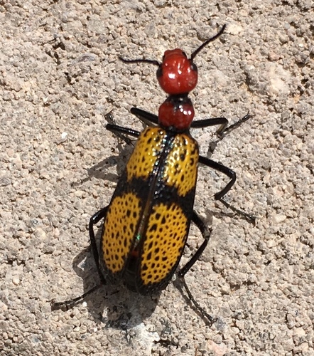 Iron Cross Blister Beetle