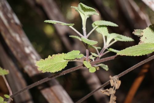 Phyllostegia racemosa
