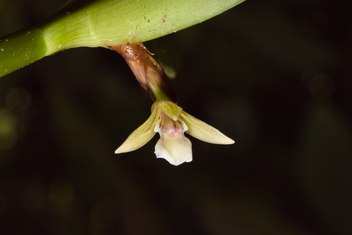 Scaphyglottis bilineata