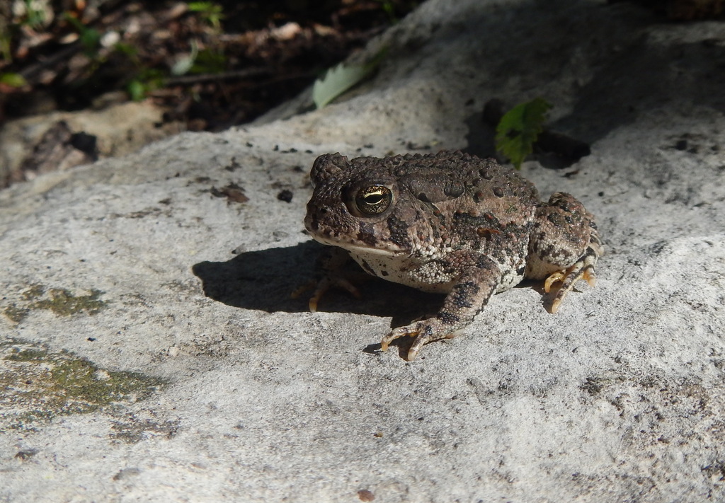 North American Toads from Fort Riley, Kansas on April 25, 2016 by ...