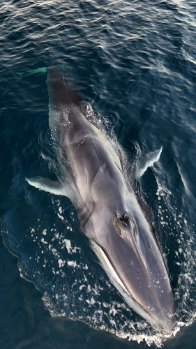 Bryde's Whale (Balaenoptera edeni), listed as Least Concern on the IUCN Red List