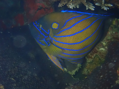 Bluering Angelfish — seen at this dive site