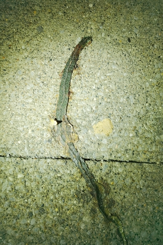 Heller's Red-necked Keelback