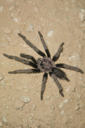 Chilobrachys lubricus