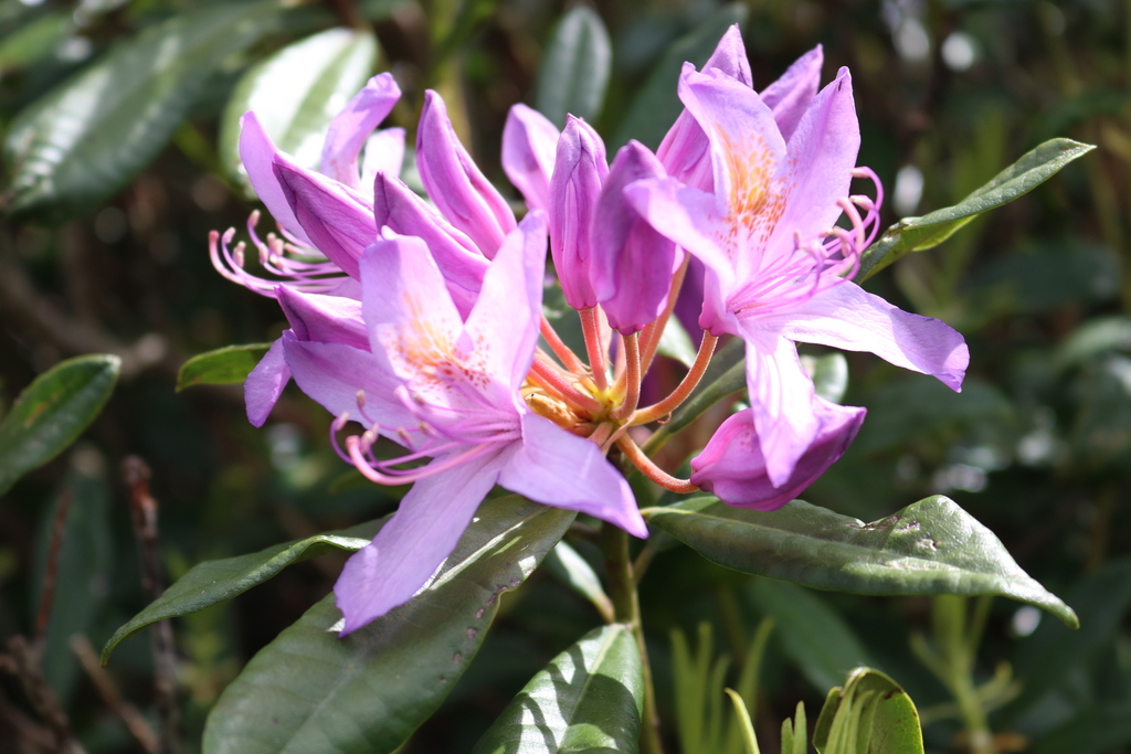Pontic Rhododendron (Rhododendron ponticum)  iNaturalist