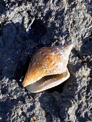 Columbella adansoni