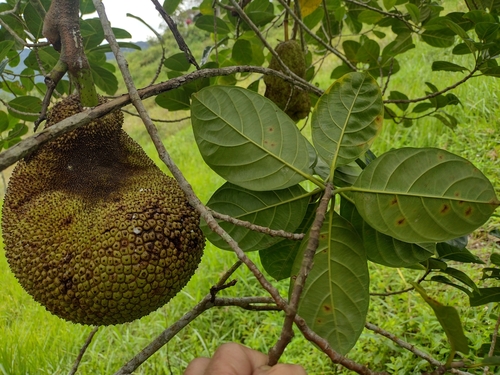 Jackfruit