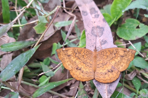 Common Castor Butterfly