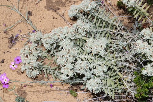 Teucrium vincentinum Rouy