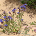 Anchusa calcarea - Photo (c) Christian Langner, all rights reserved, uploaded by Christian Langner
