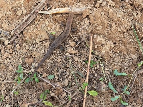 Bronze Grass Skink
