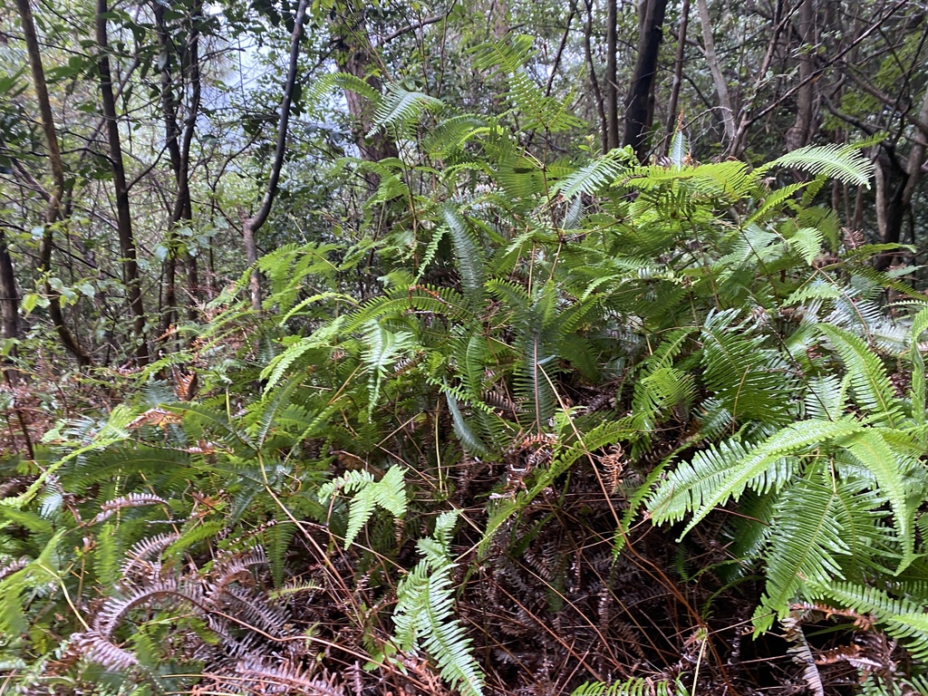 Dichotomy Forked Fern from 中国浙江省台州市仙居县 on October 6, 2021 at 11:37 AM ...