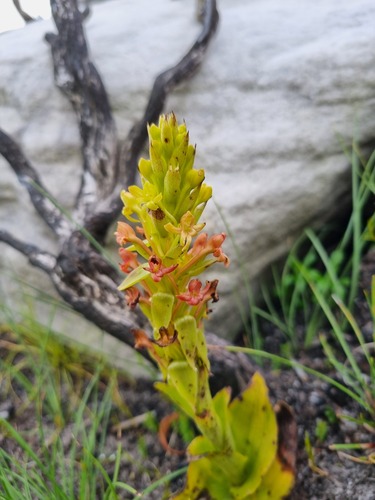 Satyrium foliosum