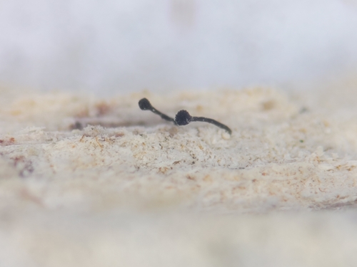 Chaenothecopsis rubescens
